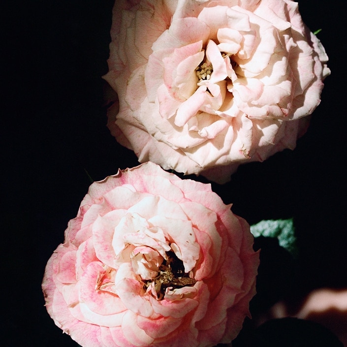Sublime Rose Eau de Parfum 90ml: Women's Designer Sprays | Tory Burch