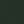 Conifer
