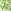 Green/Sponge