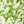 Green/Sponge