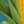 Corn Blue