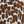 Reva Leopard
