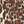 Reva Leopard