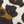 Reva Leopard / PERFECT BLACK