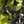Tory Silver/Olivine