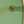 TORY GOLD/SOLID DARK GREEN