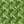 Arugula