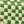 Monstera