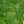 New Ivory / Green