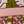Aster Pink Mix