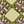 Colza Yellow Mix