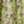 Green Scribble Floral