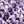 DARK LILAC