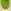 Wild Leaves
