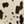 COW PRINT / BLACK