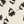 Black Multi Scatter Daisy