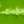 Brilliant Green