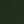 Conifer