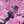 Pink Pixel Floral