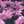 Pink Pixel Floral