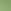 SHINY LIGHT GOLD/LIGHT GREEN