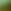 JADE SPOTTED TORTOISE/BROWN GRADIENT