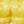 Tory Gold / Yellow