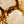 Light Brass