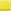 Yellow Daisy