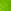 Bright Fern