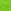 Bright Fern