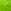 Bright Fern