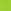 Bright Fern
