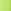 Bright Fern