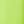 Bright Fern