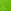 Bright Fern
