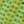 Bright Fern