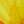 Yellow Bee