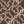 Brown / Ivory