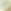 Tory Gold / Green