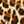 LEOPARD MULTI / SILVER