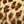 LEOPARD MULTI / LEOPARD MULTI