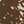 Chocolate Brown Fawn