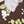 Brown Floral