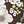 New Ivory / Brown Floral