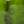 Bright Green