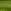 LEAF GREEN / BLACK
