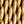 Gold/Ivory