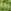 Tory Gold / Light Green