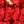 Red/Tory Gold